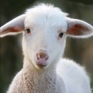 Meet your Posher, Petra